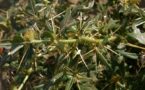 xanthium spinosum
