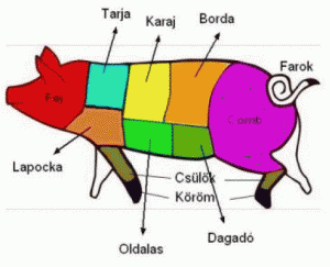 Kultúra, kulturális 