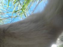 Videó – Állatságok